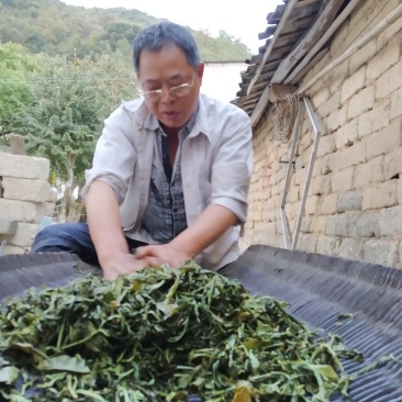 揭阳市普宁梅林镇市凤凰单丛茶