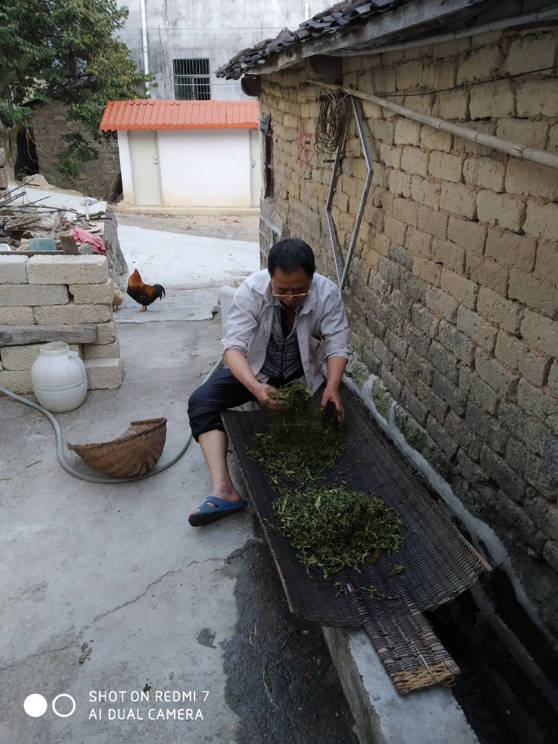 揭阳市普宁梅林镇市凤凰单丛茶
