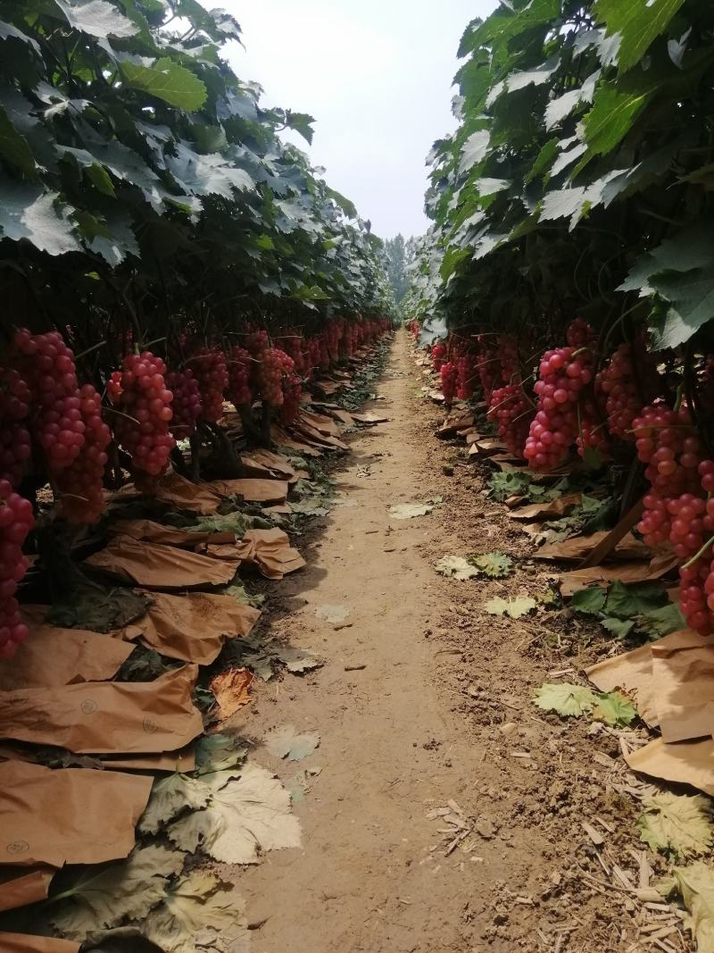 两万多亩巨峰葡萄大量上市