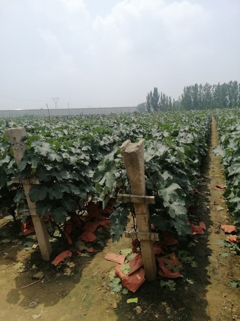 两万多亩巨峰葡萄大量上市