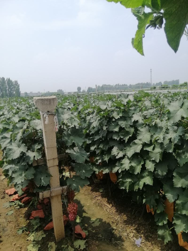 两万多亩巨峰葡萄大量上市