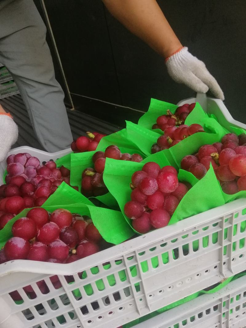 两万多亩巨峰葡萄大量上市