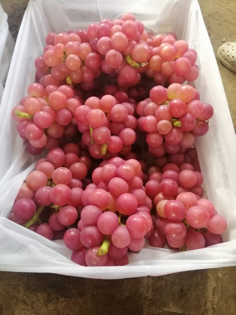 两万多亩巨峰葡萄大量上市