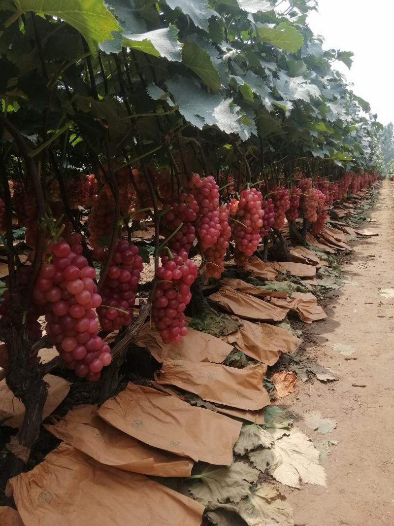 两万多亩巨峰葡萄大量上市