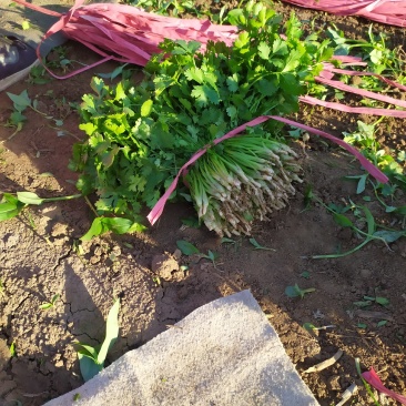 凌海市大叶香菜万亩，产地，直共