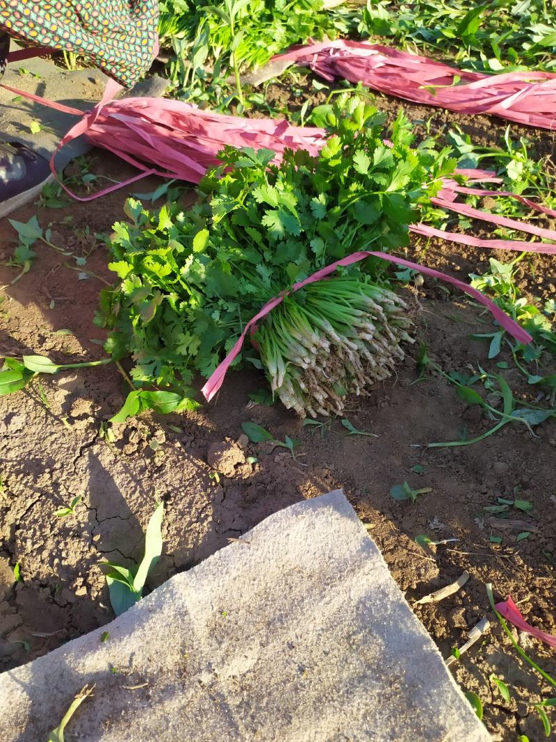 凌海市大叶香菜万亩，产地，直共