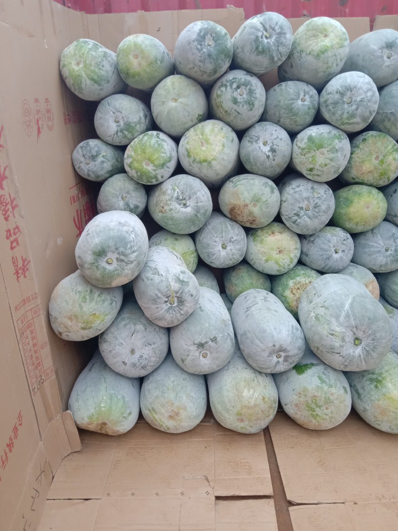 正宗海南文昌种白皮冬瓜上市
