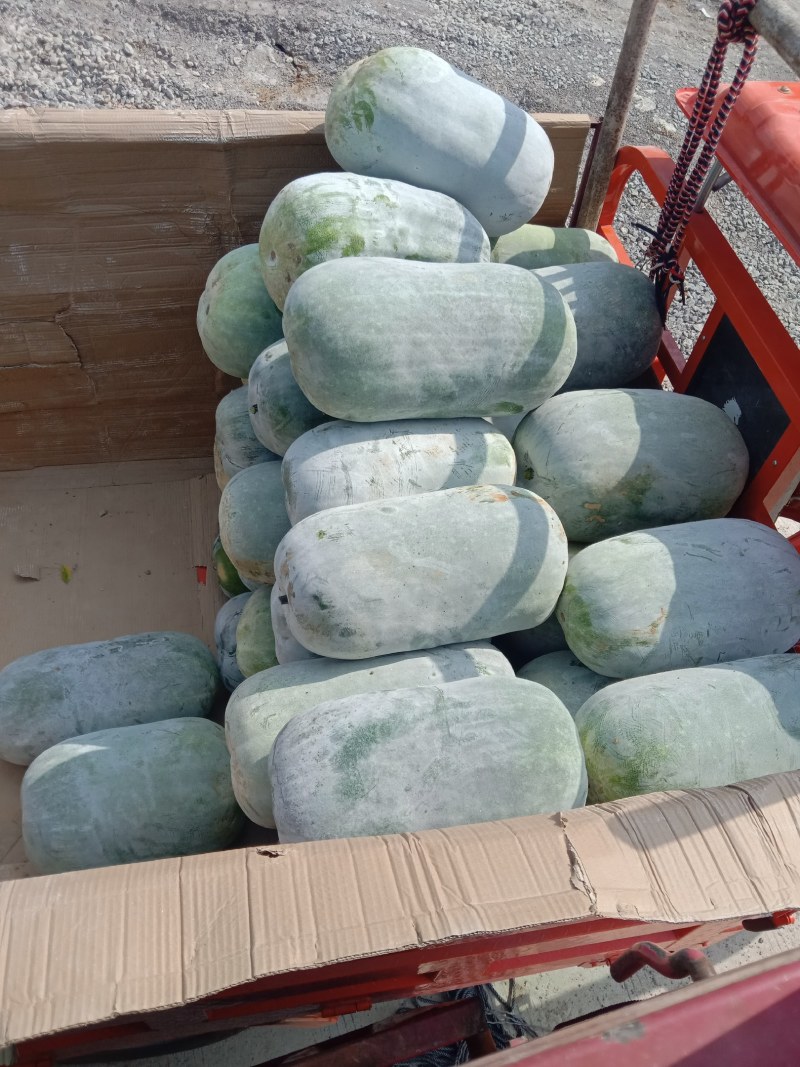 正宗海南文昌种白皮冬瓜上市
