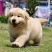 纯种金毛幼犬活体大骨架金毛犬巡回导盲犬拉布拉多幼犬家养宠