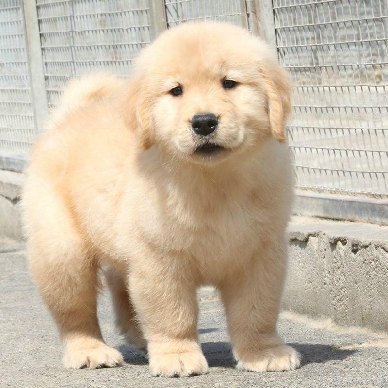 纯种金毛幼犬活体大骨架金毛犬巡回导盲犬拉布拉多幼犬家养宠