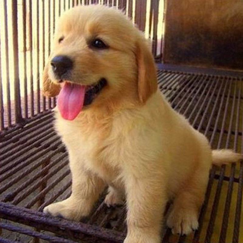 纯种金毛幼犬活体大骨架金毛犬巡回导盲犬拉布拉多幼犬家养宠