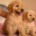 纯种金毛幼犬活体大骨架金毛犬巡回导盲犬拉布拉多幼犬家养宠