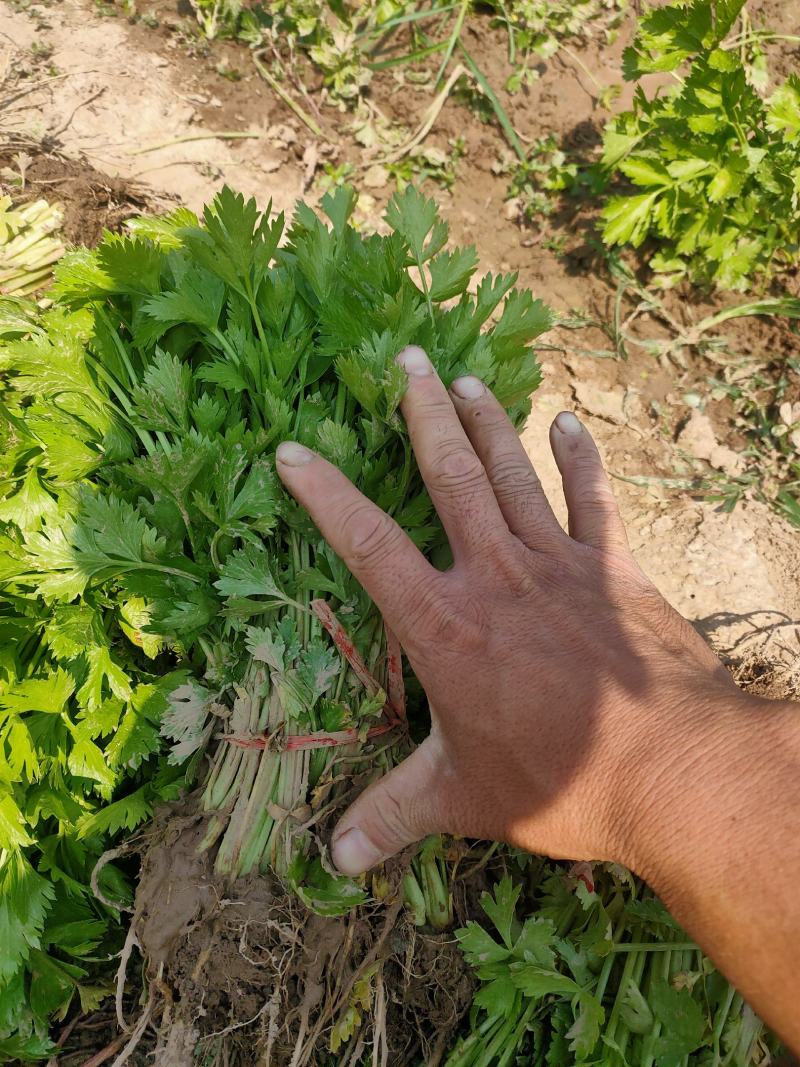 山东优质皇后芹菜苗，西芹苗自有基地芹菜苗专车送货上门