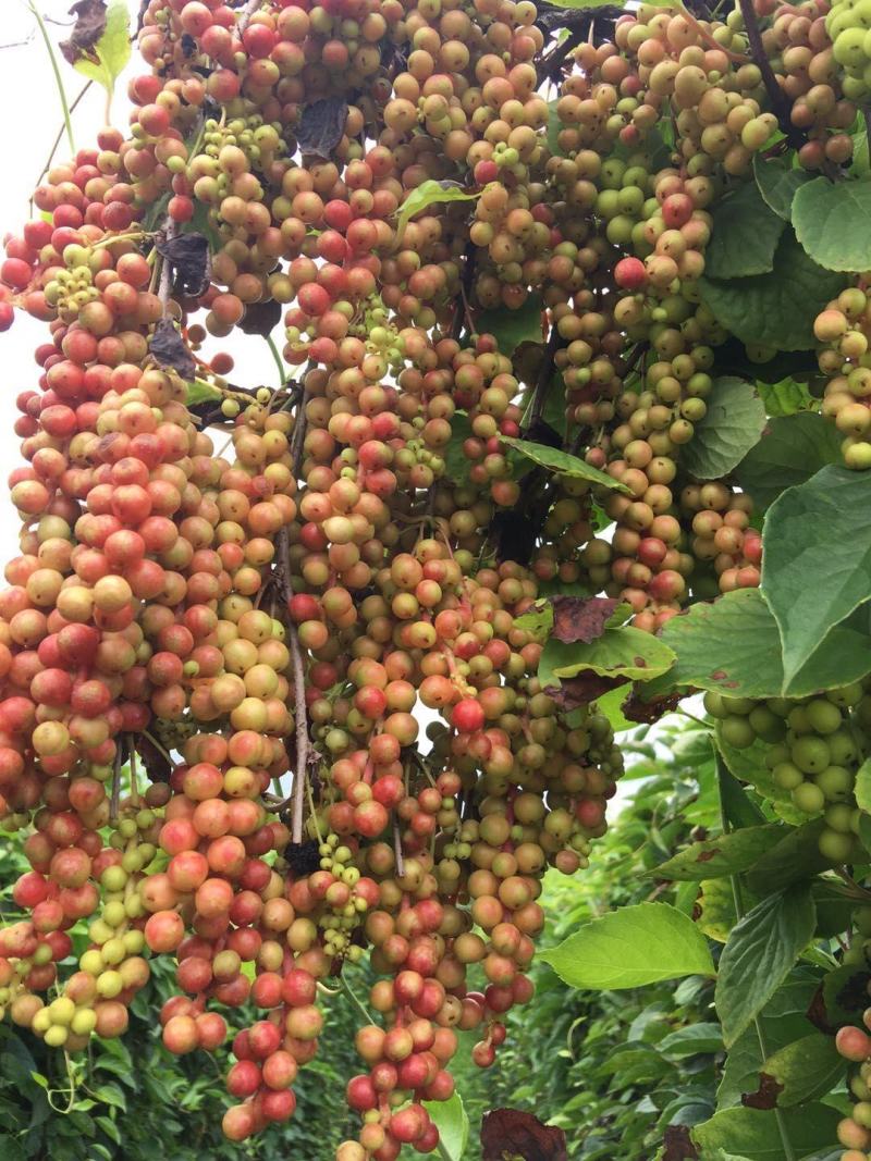 出售优质北五味子果，粒大饱满，纯油果，保证质量