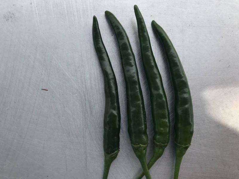 小米椒！艳红青小米椒！红小米椒