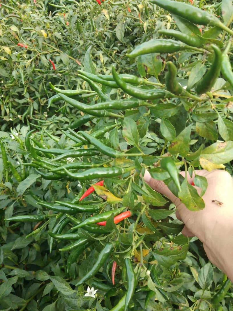 小米椒！艳红青小米椒！红小米椒