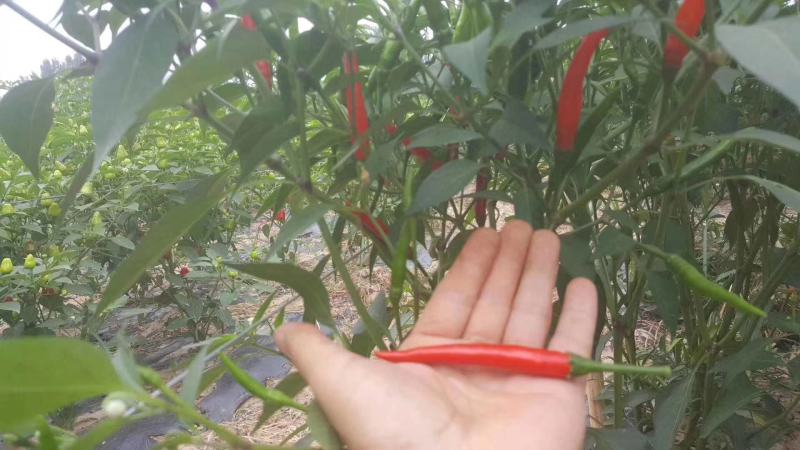 小米椒！艳红青小米椒！红小米椒