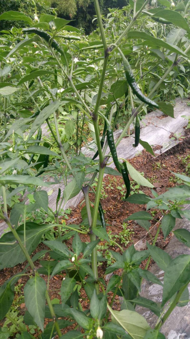 小米椒！艳红青小米椒！红小米椒