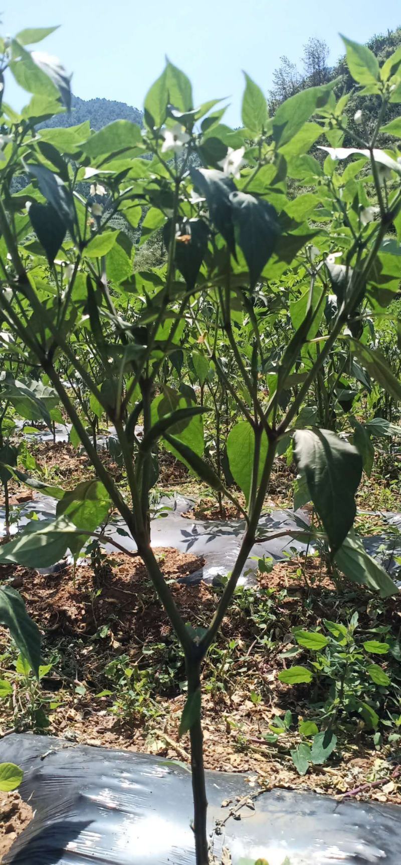 小米椒！艳红青小米椒！红小米椒