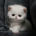 英短蓝猫幼猫猫咪活体蓝白猫美短渐层布偶猫宠物猫咪幼崽小猫