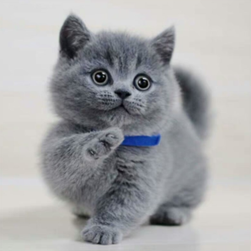 英短蓝猫幼猫猫咪活体蓝白猫美短渐层布偶猫宠物猫咪幼崽小猫
