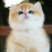 英短蓝猫幼猫猫咪活体蓝白猫美短渐层布偶猫宠物猫咪幼崽小猫