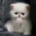 英短蓝猫幼猫猫咪活体蓝白猫美短渐层布偶猫宠物猫咪幼崽小猫