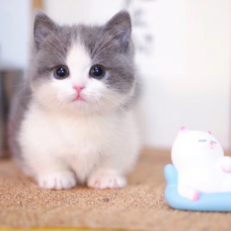 英短蓝猫幼猫猫咪活体蓝白猫美短渐层布偶猫宠物猫咪幼崽小猫