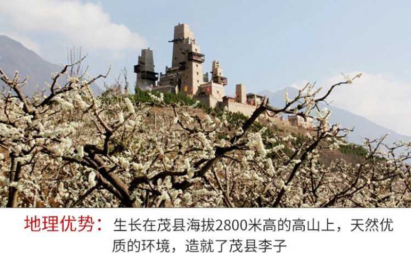 阿坝脆红李青脆李职业代办货源多人缘好负责任的代办