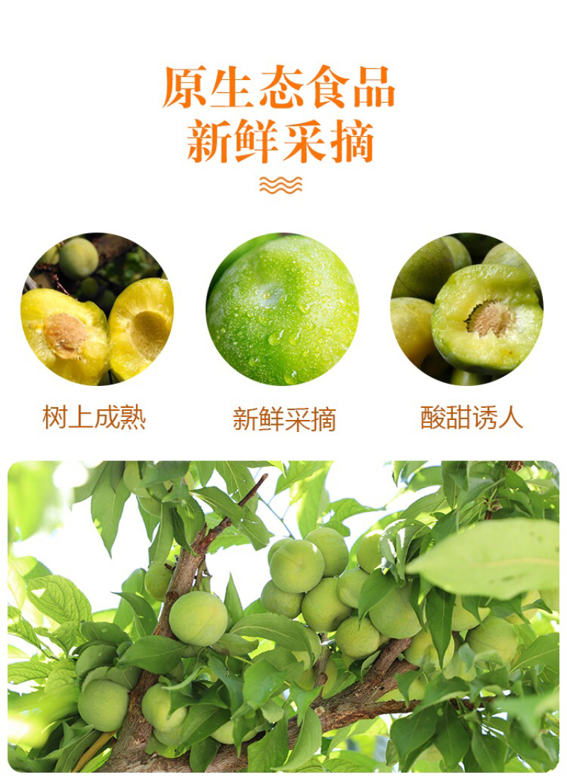 阿坝脆红李青脆李职业代办货源多人缘好负责任的代办