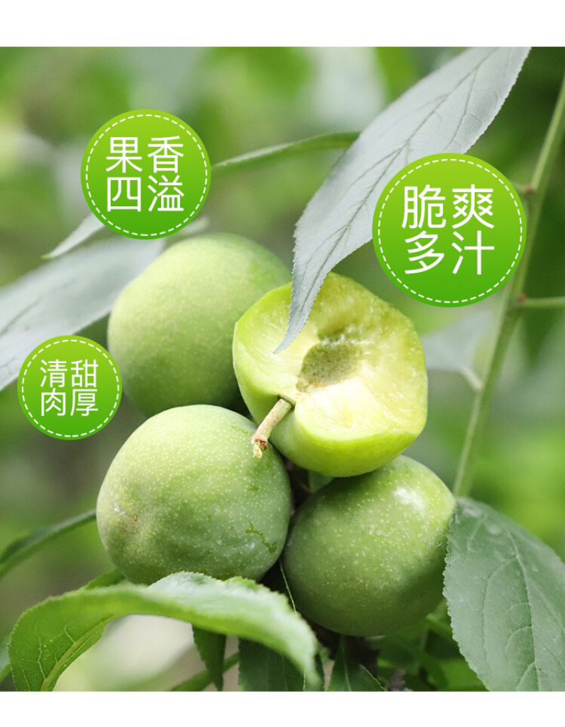 阿坝脆红李青脆李职业代办货源多人缘好负责任的代办