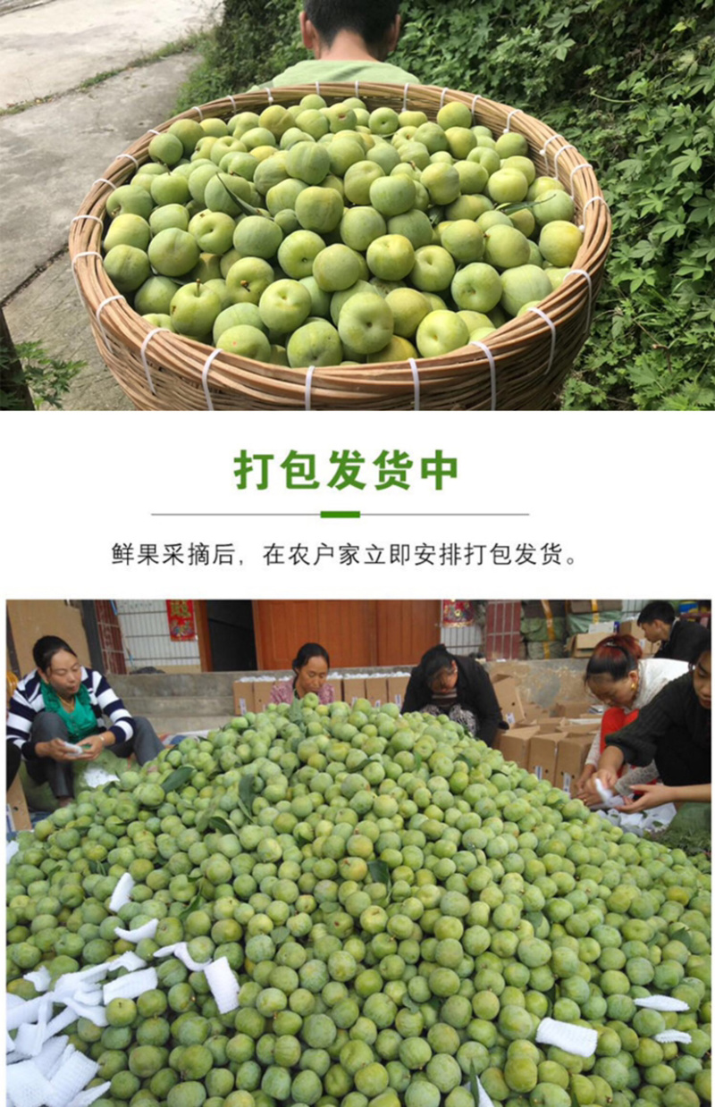 阿坝脆红李青脆李职业代办货源多人缘好负责任的代办