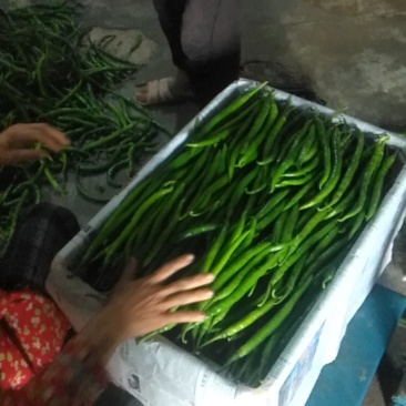 大量供应线椒