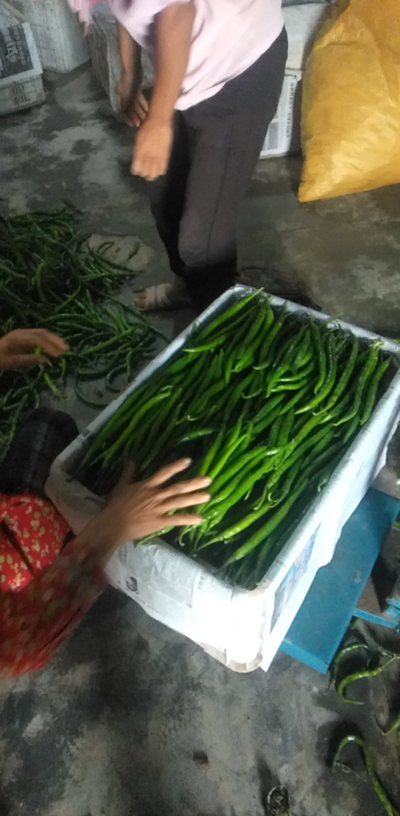 大量供应线椒