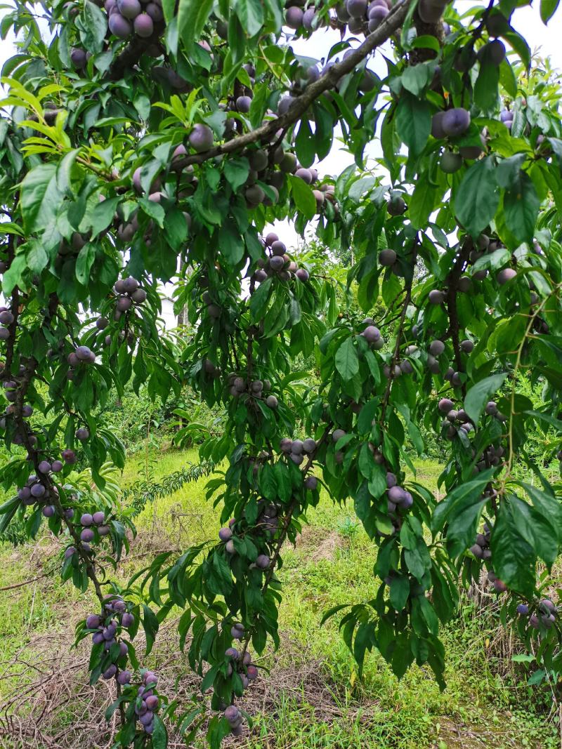 脆红李大量上市，大小单都接，可以代办