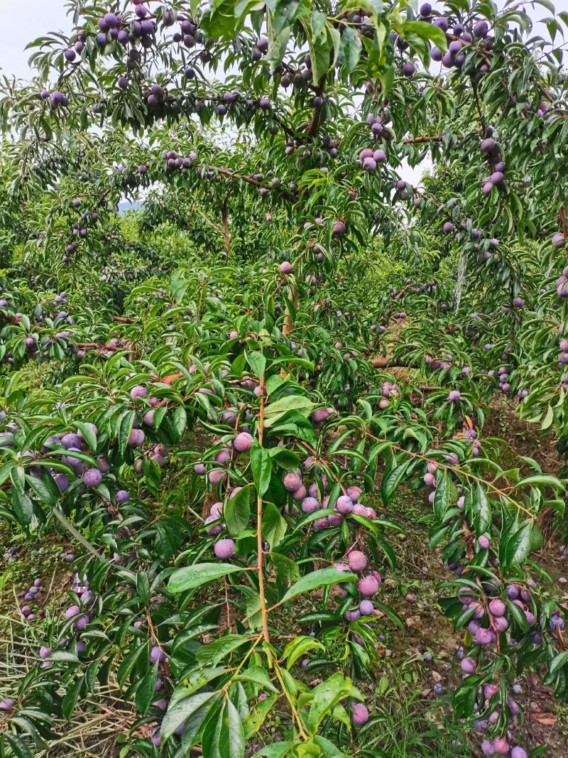 脆红李大量上市，大小单都接，可以代办