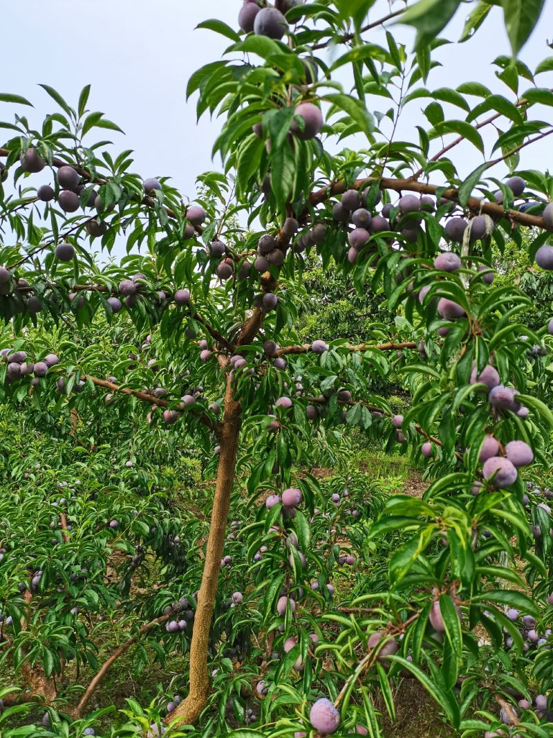 脆红李大量上市，大小单都接，可以代办