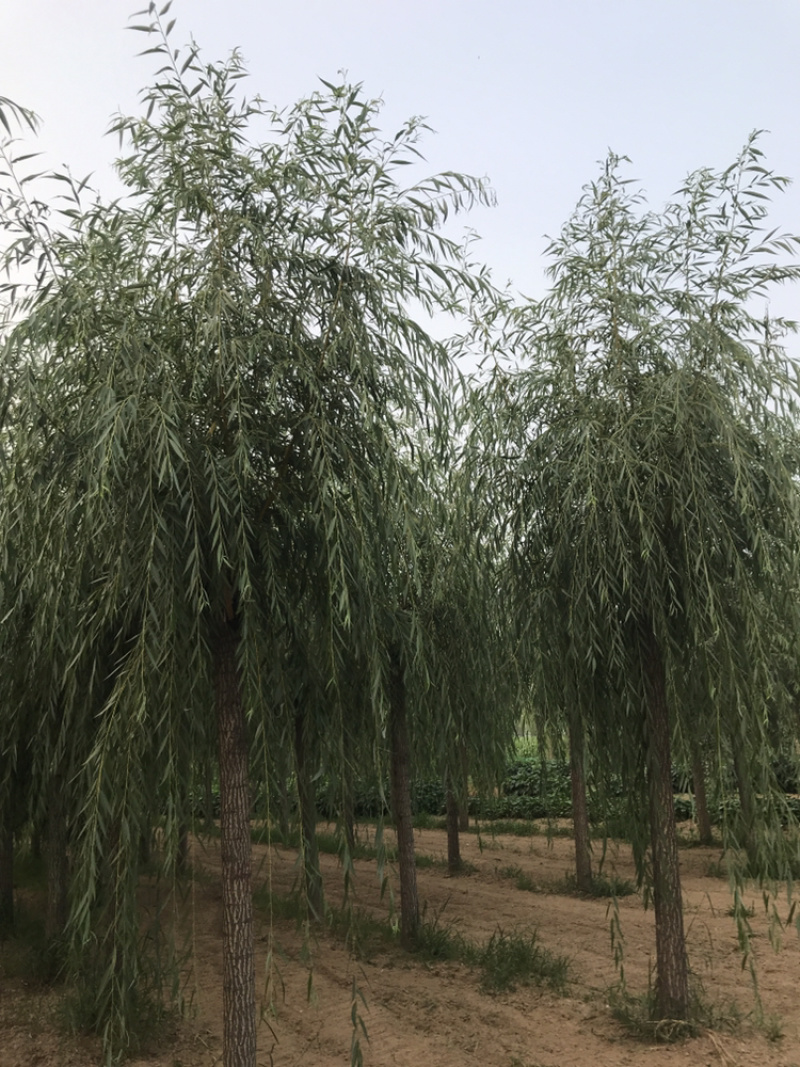 金丝垂柳垂柳山东济南货源15-20公分金丝垂柳