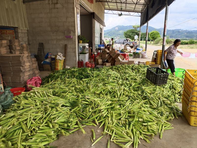 玉米笋带须发出新鲜现摘基地直发支持整车发货