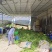 玉米笋带须发出新鲜现摘基地直发支持整车发货