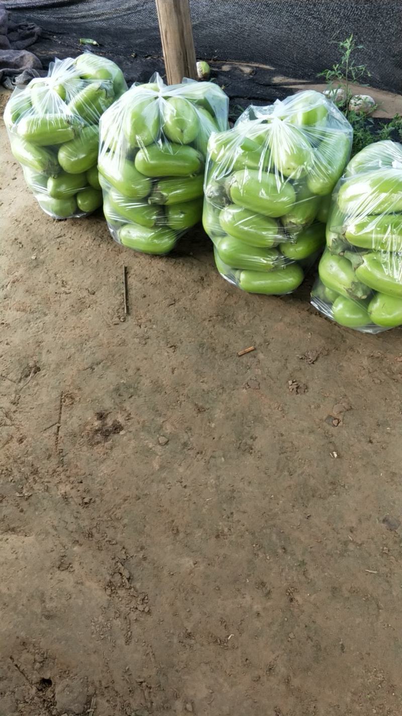 长青茄子基地供货，货源充足！！！！！！！！！