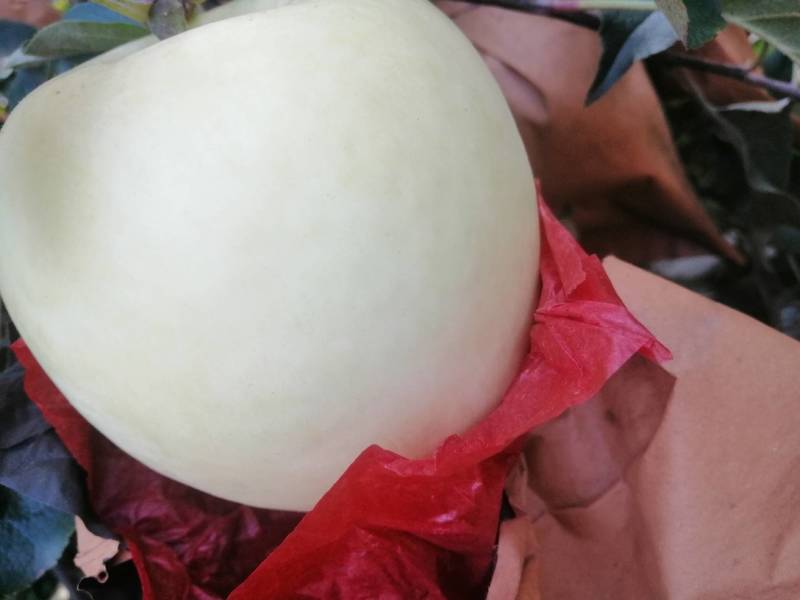 华硕苹果个大味美欢迎前来采购。