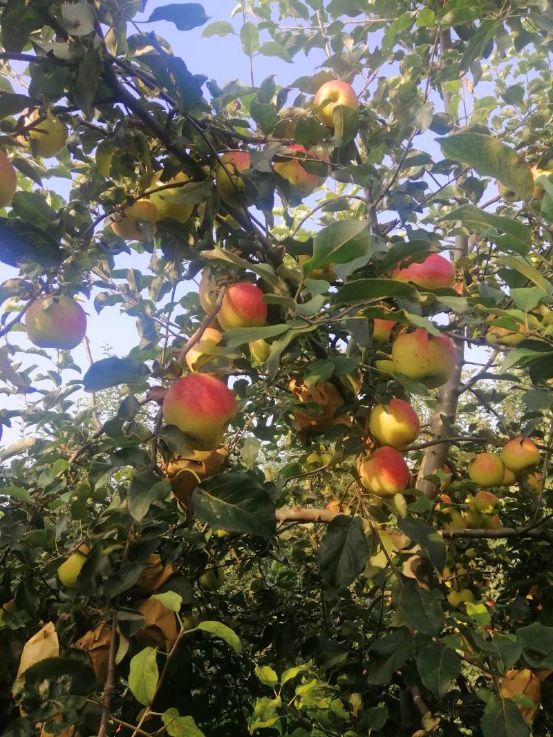 华硕苹果个大味美欢迎前来采购。