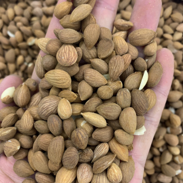 桃仁干净无硫磺熏蒸一公斤起批