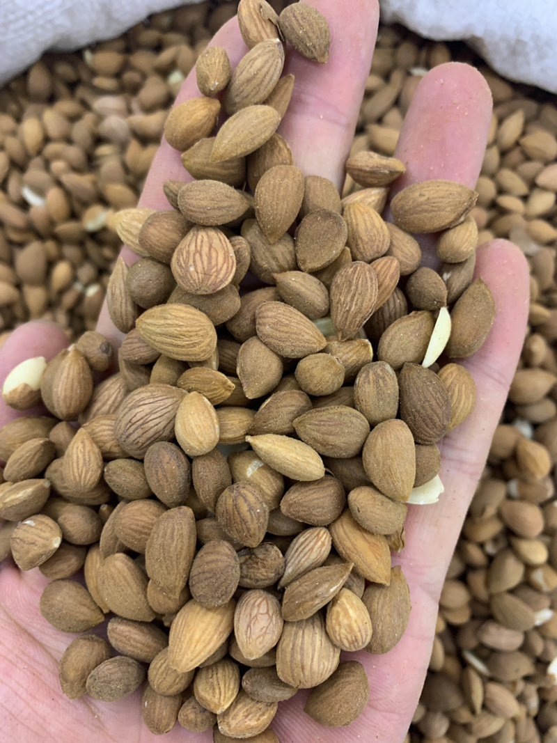 桃仁干净无硫磺熏蒸一公斤起批