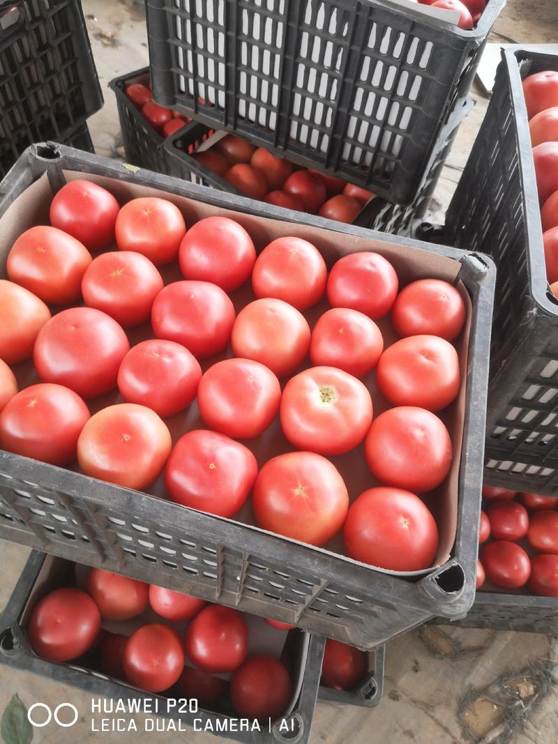 聊城硬粉西红柿蔬菜产地直供—代发全国一手货源