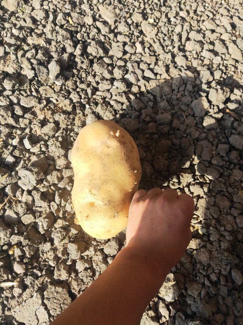 沙地土豆精品，，，，，，