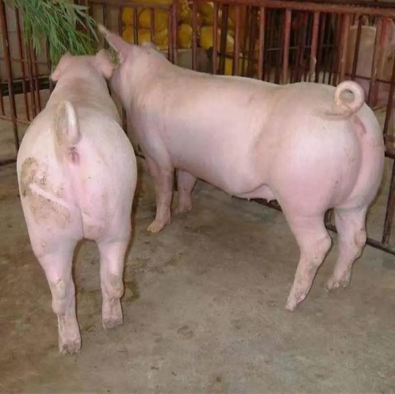 猪场优良三元仔猪品种齐全防疫到位备案车包送到家
