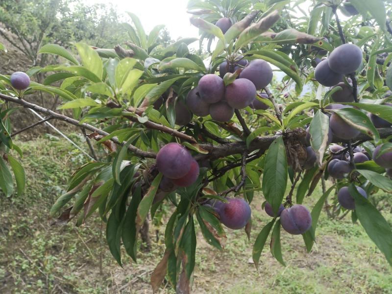 泸州脆红李万亩基地大量上市，货源充足。价格美丽