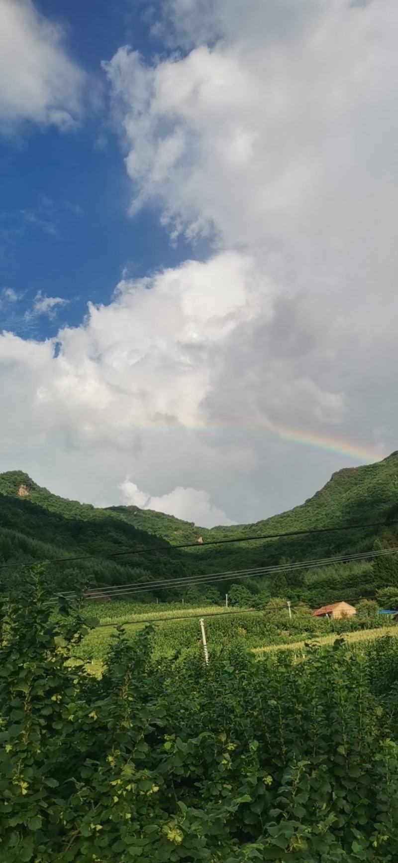 正宗桓仁老黑山大榛子批发！！！！！！！！！